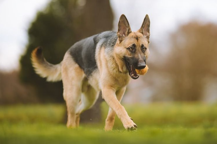 Anjing Herder: Sejarah, Jenis, Karakteristik, Cara Merawat