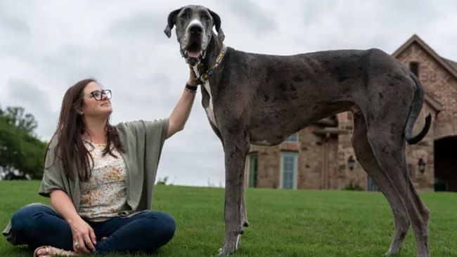 8 Jenis Anjing Besar Yang Cocok Untuk Dijadikan Tempat Peliharaan