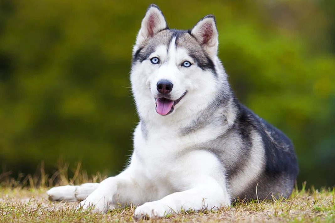 Mengenal Lebih Dekat Anjing Husky: Karakteristik dan Perawatan
