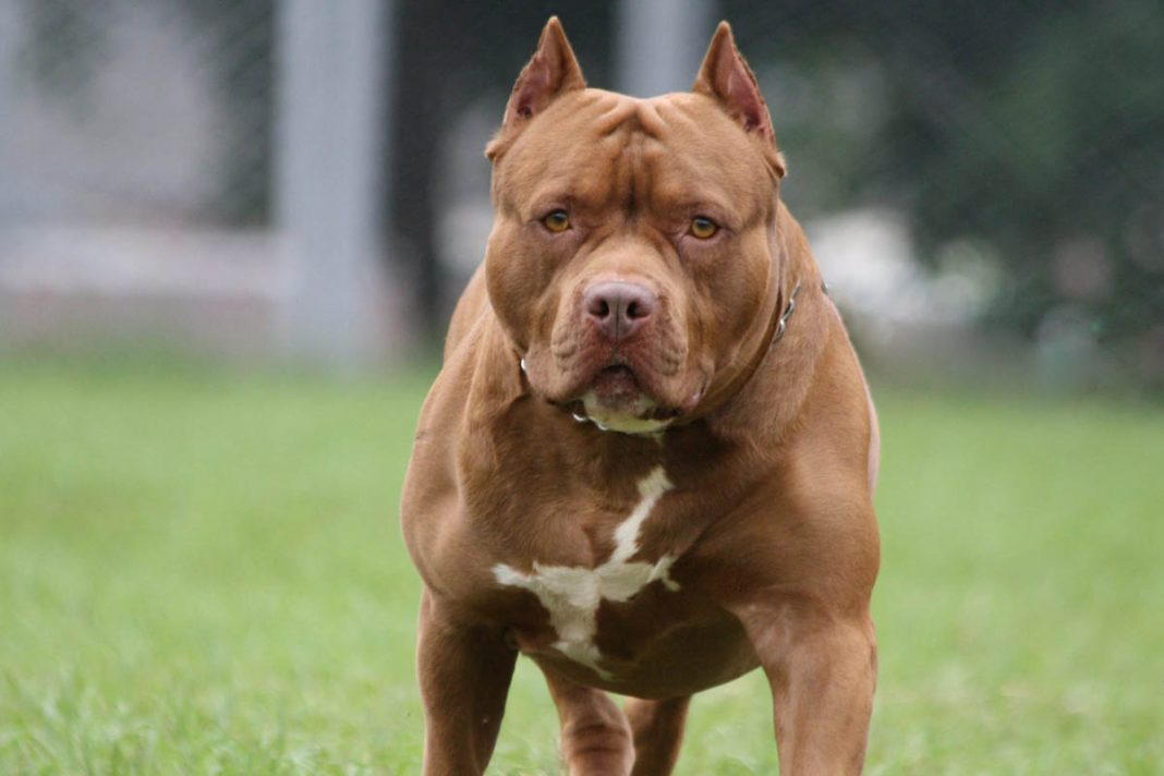 Anjing Bulldog: Karakteristik, Perawatan, dan Kepopuleran Ras Terkuat Ini 2023