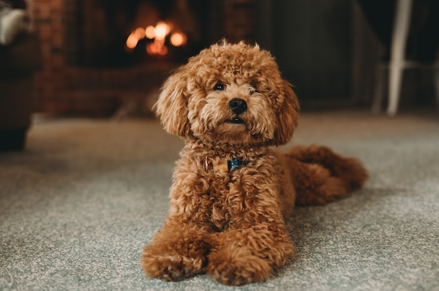 Anjing Poodle: Jenis, Karakteristik, dan Perawatan Terbaik