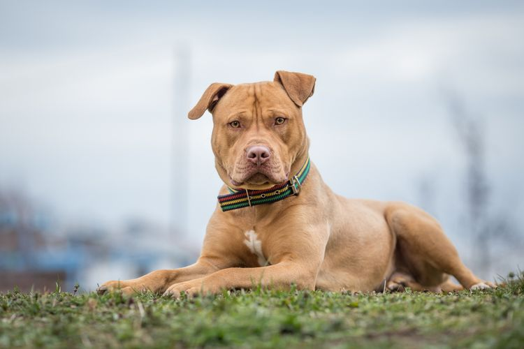 Anjing Pitbull: 2 Mitos dan Fakta Seputar Ras yang Kontroversial