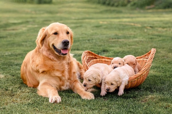 Anjing Golden Retriever: Mengenal Lebih Dekat