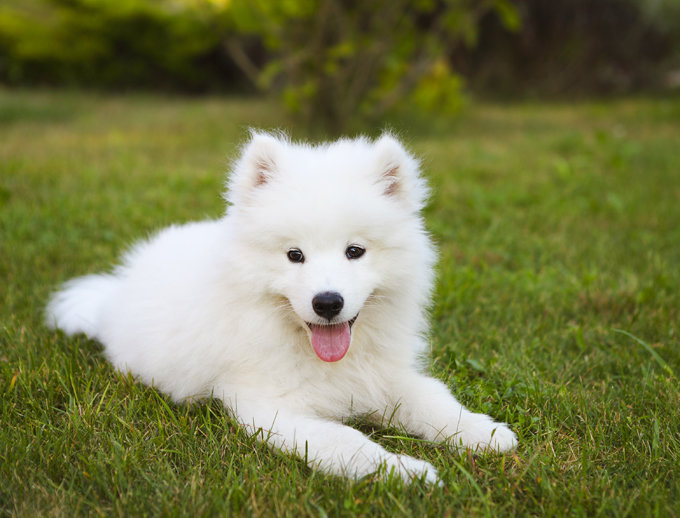 Anjing Samoyed: Keanggunan dan Keunikan dalam Dunia Hewan Peliharaan