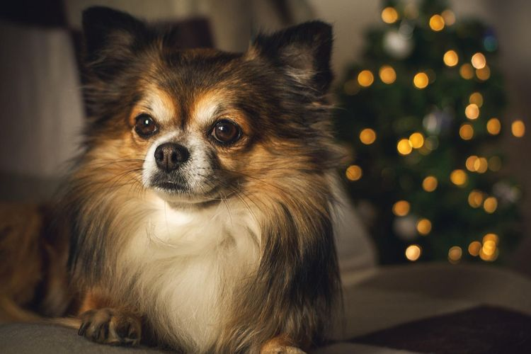 Anjing Cihuahua: Keunikan, Sejarah, dan Perawatan 2024
