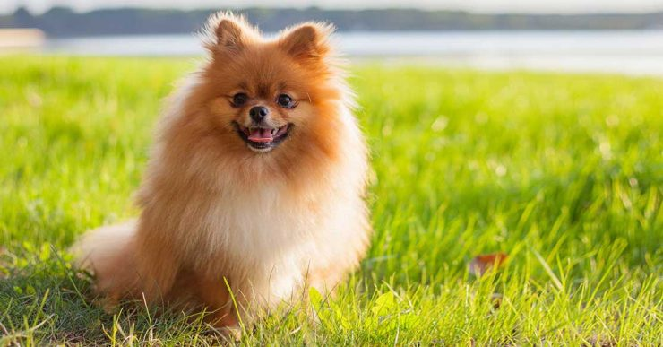 Anjing Pomeranian: Segala yang Perlu Anda Ketahui tentang Anjing Pomeranian di 2024