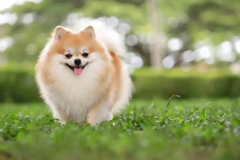 Anjing Pom: Mengungkap Kepribadian, Pemeliharaan, dan Keunikan Ras Ini di 2024