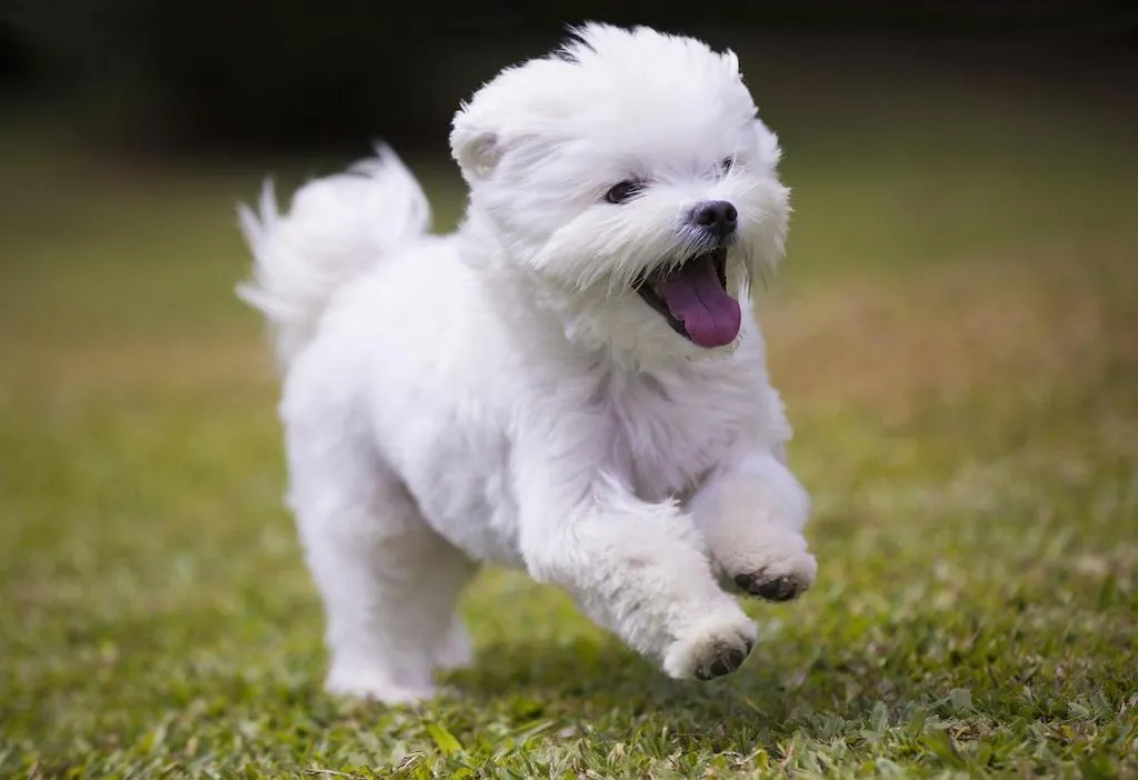 Anjing Maltese: Anjing Kecil Lucu yang Periang 2024