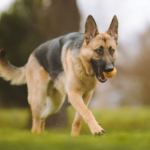 Anjing Herder