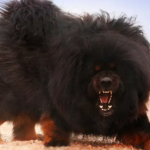 Anjing Bertubuh Besar