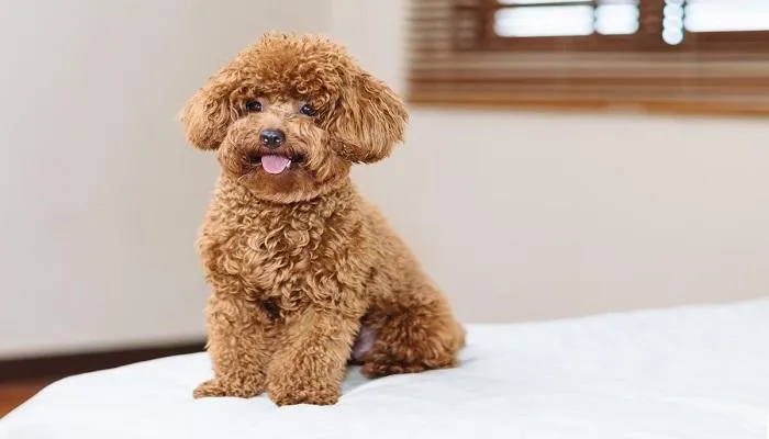 anjing poodle