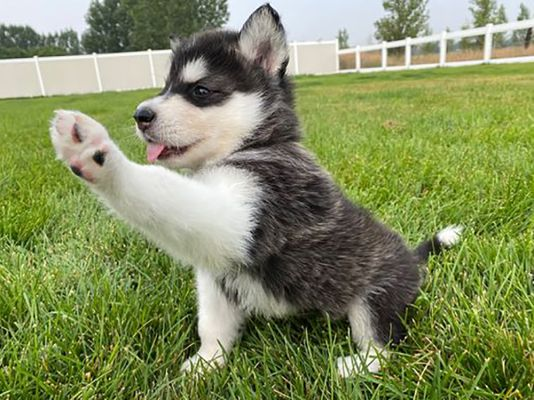 anjing alaskan malamute